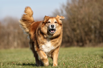 Obraz na płótnie Canvas Golden retriever dog