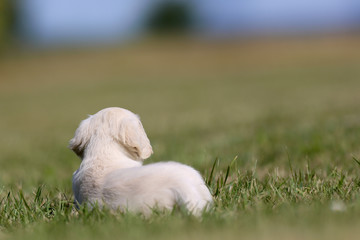 Fototapeta premium Rear of golden retriever puppy