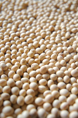 Soybeans