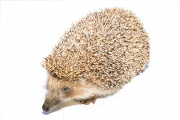 Hedgehog on white background. Small mammal with spiny hairs on its back and sides.