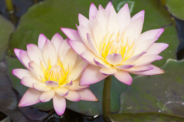 Close up of two pink water lilies © Asuriel77