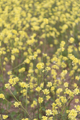 Yellow flowers blossoming in spring time, natural background
