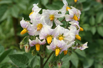 fiore di pianta di patata