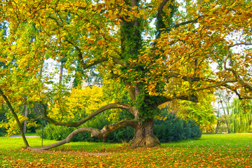 Big Tree in Castle Park