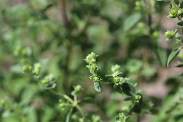 Sizilianischer Oregano (Origanum Majoricum) 