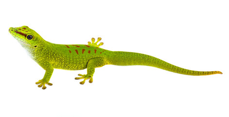 Phelsuma madagascariensis - gecko isolated on white - obrazy, fototapety, plakaty