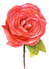 A vintage-styled watercolour drawing of a red rose