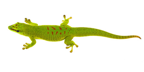 Phelsuma madagascariensis - gecko isolated on white