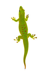 Obraz premium Phelsuma madagascariensis - gecko isolated on white