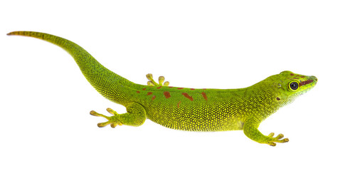 Naklejka premium Phelsuma madagascariensis - gecko isolated on white