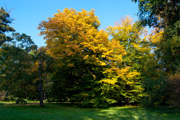 Naklejka premium Yellow Tree in Park