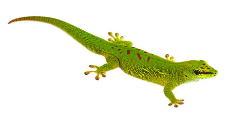 Phelsuma madagascariensis - gecko isolated on white
