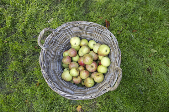 Fresh Apples In Basket