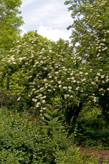 Fototapeta na wymiar Fresh Elderflower in garden