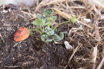 Planting tree