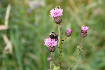 Bittern in thistle flower.