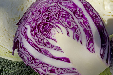 Obraz premium assortment green and red cabbage