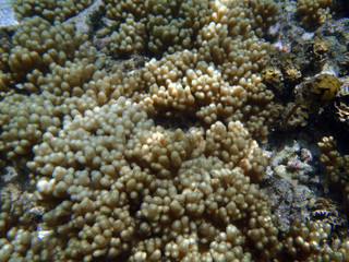 exotic marine life