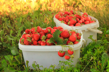 Ripe sweet strawberries in plastic basket on a green lawn