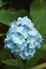 青いセイヨウアジサイ