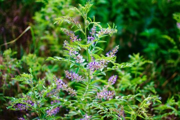 Цветущий куст