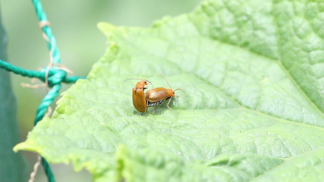 Aulacophora femoralis copulating