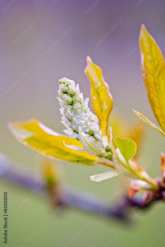 Wall mural Spring Bud