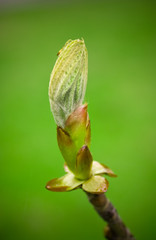 Spring Bud
