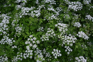 Hintergrund Pflanzen
