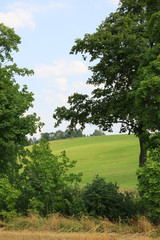 Green field between trees.