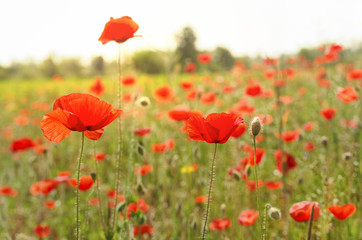 Poppy field on a summer day