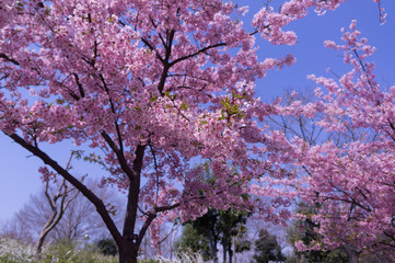 Spring Cherry blossoms, pink flowers. 