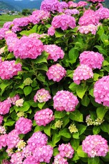 ピンクの紫陽花