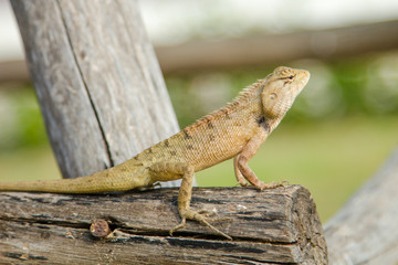 Brown lizard