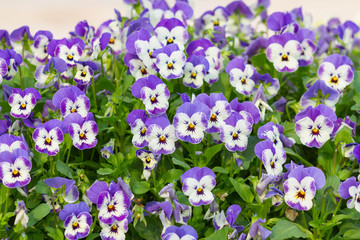 Obraz na płótnie Canvas Pansy Flowers Background. Large Depth of Field (DOF). Macro. Symbol of Fun and Reminiscence.