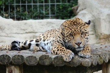 Jaguar