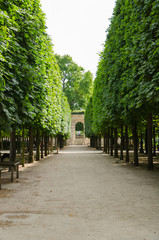 Allée dans le jardin des Tuileries
