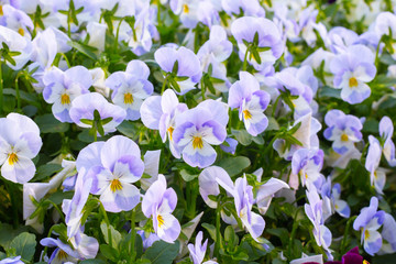 Pansy Flowers Background. Large Depth of Field (DOF). Macro. Symbol of Fun and Reminiscence.