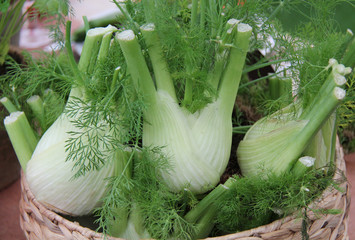 Freshly Picked Fennel Vegetables in a Wicker Basket. © daseaford