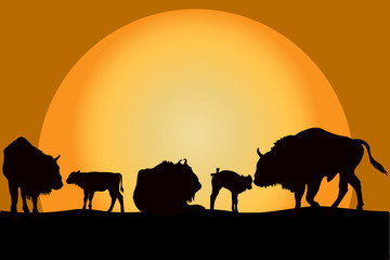 Fototapeta na wymiar Bisons family at sunset