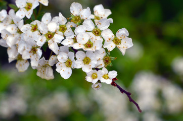 apple tree blossoms