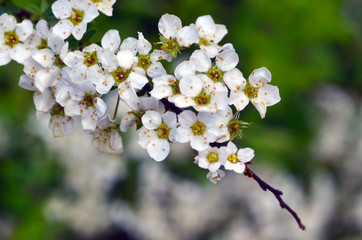 Obraz premium apple tree blossoms