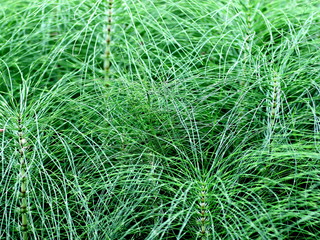 Meadow horsetail