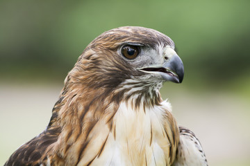 Red Tailed Hawk