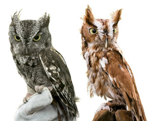 Fototapeta premium Eastern Screech Owls Isolated