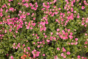 Fototapeta premium Plant pots and flowers pots in a big market garden