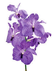 Fototapeta premium Fresh Violet Orchid Isolated on White Background