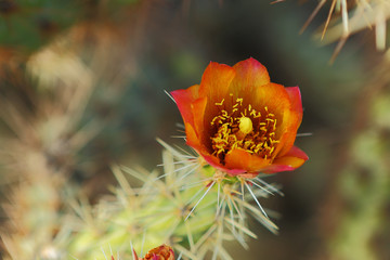 Desert Southwest Landscape and Nature