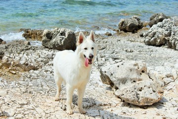 Hündin am Meer