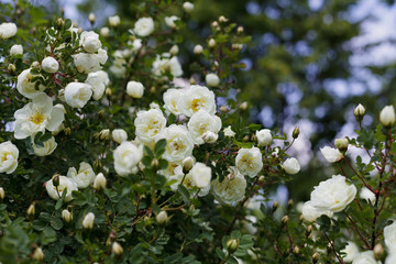 beautiful bush with white flowers of wild english rose in the garden, lovely landscape of nature, shallow dof
